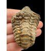 Trilobite – Grand Atlas, Morocco