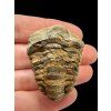 Trilobit – Hoher Atlas, Marokko