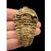 Trilobite – Grand Atlas, Morocco
