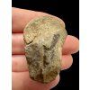 Trilobit – Hoher Atlas, Marokko