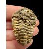 Trilobit – Velký Atlas, Maroko