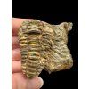 Trilobit – Hoher Atlas, Marokko