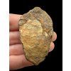Trilobit – Velký Atlas, Maroko