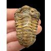 Trilobit – Hoher Atlas, Marokko