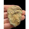 Trilobit – Velký Atlas, Maroko
