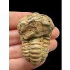 Trilobit – Velký Atlas, Maroko