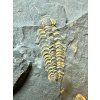Trilobit Lobocephalina emmrichi – Skryje, CZ
