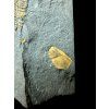 Trilobite Lobocephalina emmrichi – Skryje, CZ