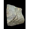 Trilobite Lobocephalina emmrichi – Skryje, CZ
