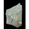 Trilobite Lobocephalina emmrichi – Skryje, CZ