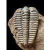 Trilobite Ptychoparia sp. – Jince, CZ