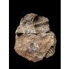 Trilobit Ptychoparia sp. – Jince, ČR