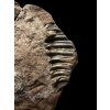 Trilobit Ptychoparia sp. – Jince, ČR