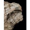 Trilobit Ptychoparia sp. – Jince, CZ