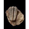 Trilobite Ptychoparia sp. – Jince, CZ
