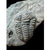Trilobit Colpocoryphe bohemica – Osek, CZ