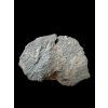 Trilobit Colpocoryphe bohemica – Osek, CZ