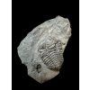 Trilobit Colpocoryphe bohemica – Osek, CZ