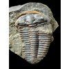 Trilobit Ptychoparia striata – Felbabka, CZ