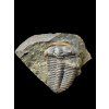 Trilobit Ptychoparia striata – Felbabka, ČR