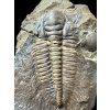 Trilobit Hydrocephalus minor – Vystrkov, CZ