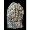 Trilobit Hydrocephalus minor – Vystrkov, ČR