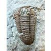 Trilobit Flexicalymene retrosa – Ohio, USA