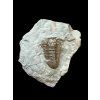 Trilobite Flexicalymene retrosa – Ohio, USA