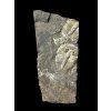 Trilobit Aulacopleura konincki – Lodenice u Berouna, CZ