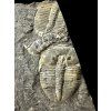 Trilobit Aulacopleura konincki – Lodenice u Berouna, CZ