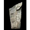 Trilobit Aulacopleura konincki – Lodenice u Berouna, CZ