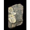 Trilobit Aulacopleura konincki – Loděnice u Berouna, ČR