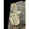 Trilobite Aulacopleura konincki – Lodenice u Berouna, CZ