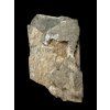 Trilobit Aulacopleura konincki – Lodenice u Berouna, CZ