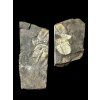 Trilobit Aulacopleura konincki – Lodenice u Berouna, CZ