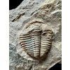 Trilobit Conocoryphe cirina – Rejkovice, CZ