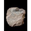 Trilobite Conocoryphe cirina – Rejkovice, CZ