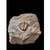 Trilobit Conocoryphe cirina – Rejkovice, CZ