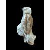 Trilobit Flexicalymene retrosa – Ohio, USA