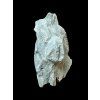Trilobite Flexicalymene retrosa – Ohio, USA