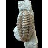 Trilobite Flexicalymene retrosa – Ohio, USA