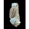 Trilobit Flexicalymene retrosa – Ohio, USA