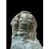 Trilobit Flexicalymene retrosa – Ohio, USA