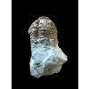 Trilobit Flexicalymene retrosa – Ohio, USA
