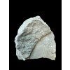 Trilobite Flexicalymene retrosa – Ohio, USA