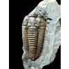 Trilobit Flexicalymene retrosa – Ohio, USA