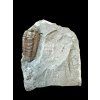 Trilobit Flexicalymene retrosa – Ohio, USA