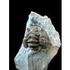 Trilobite Flexicalymene retrosa – Ohio, USA