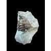 Trilobit Flexicalymene retrosa – Ohio, USA