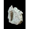 Trilobit Flexicalymene retrosa – Ohio, USA
